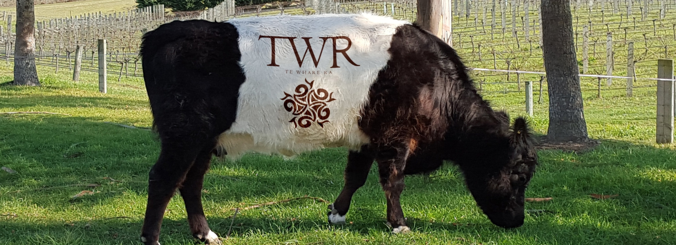 TWR Te Whare Ra cow
